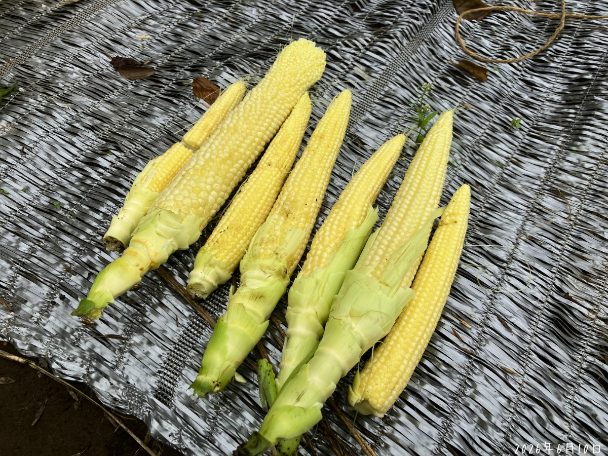 拾い集めた未熟なトウモロコシが6本前後並んでいる様子