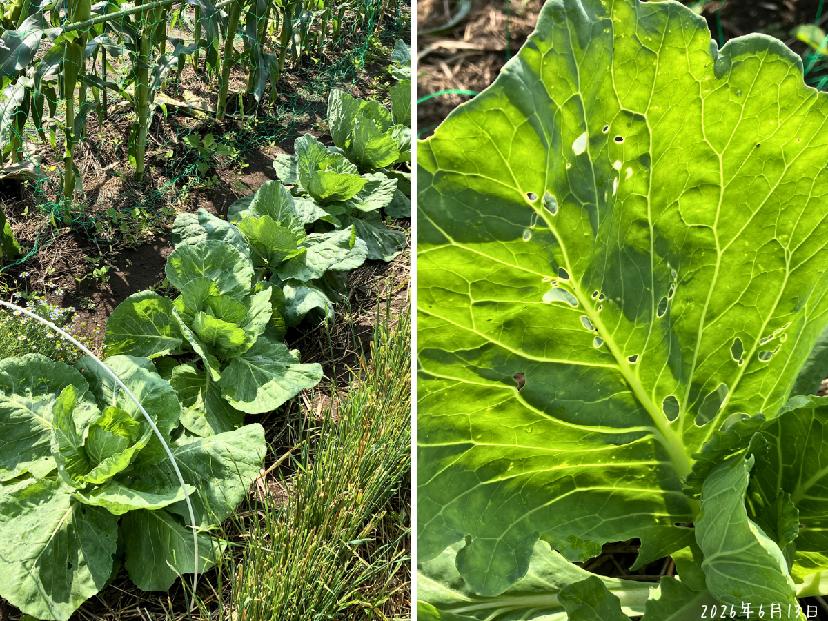 キャベツ畝の全体と新しめの葉に残る小さな虫食い穴のコラージュ