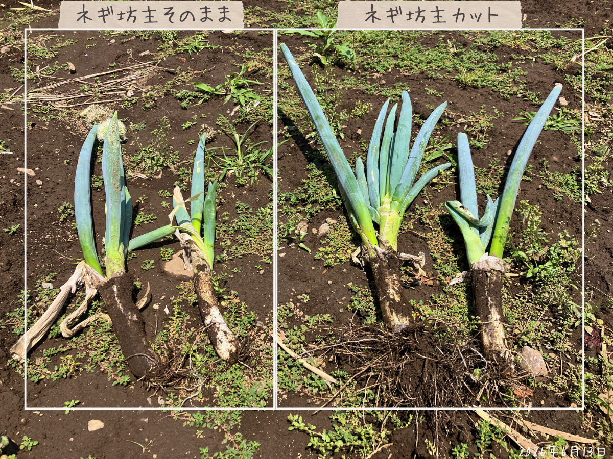 ネギ坊主そのままとネギ坊主カットの長ネギを2株ずつ抜いて並べた様子