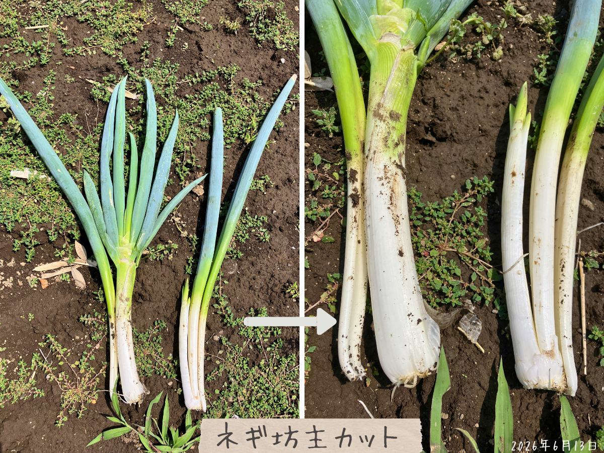ネギ坊主をカットした株の外皮をむき、固い茎と横の長ネギに分かれている様子
