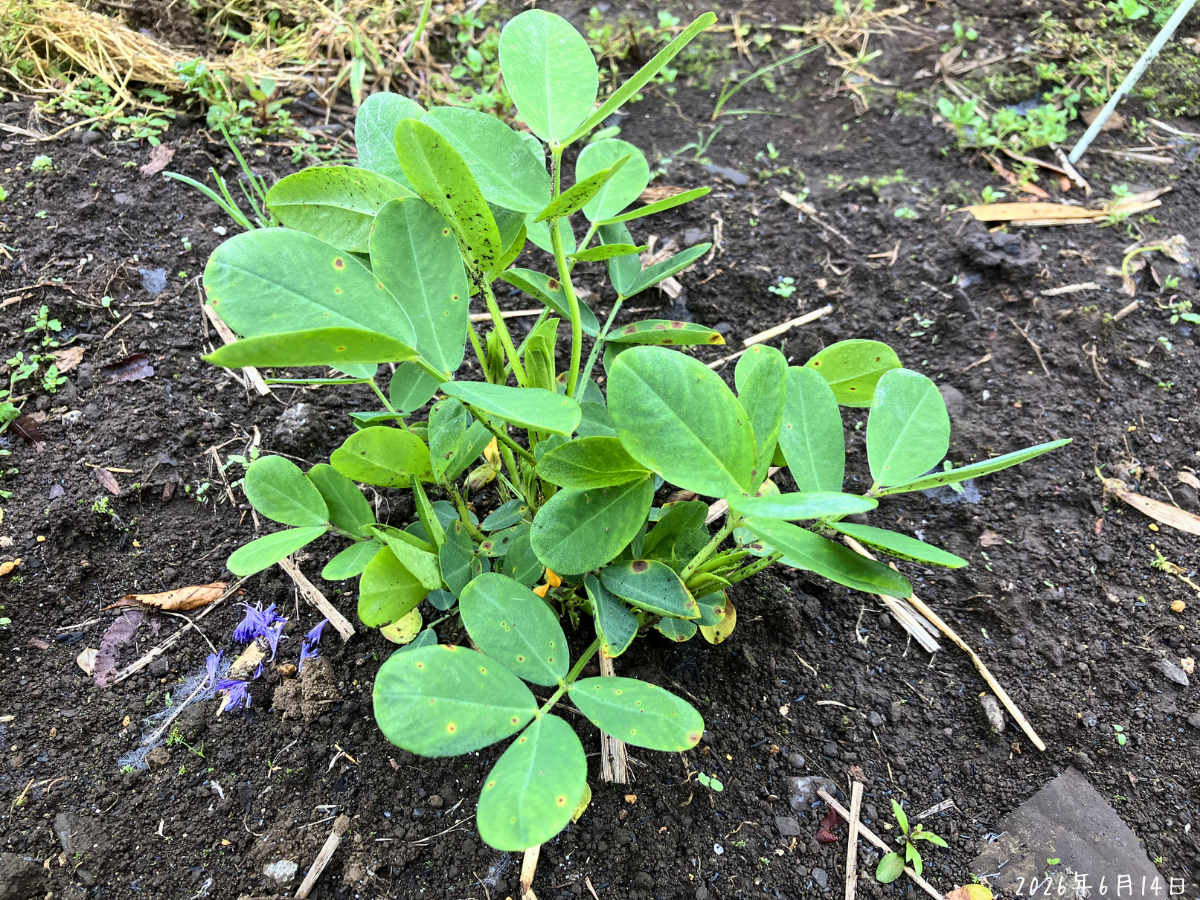 茶色い斑点が多く出ている落花生の株全体