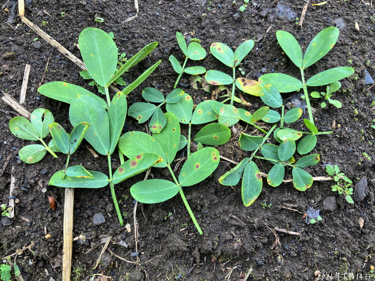 茶色い斑点が多い落花生の葉を株から取って並べた様子