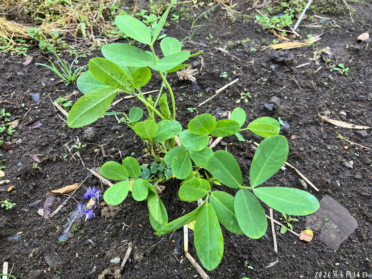 斑点が多い葉を取ったあとの落花生の株