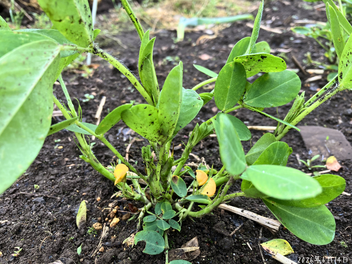 落花生の株元で茎や葉の裏に泥はねが残っている様子