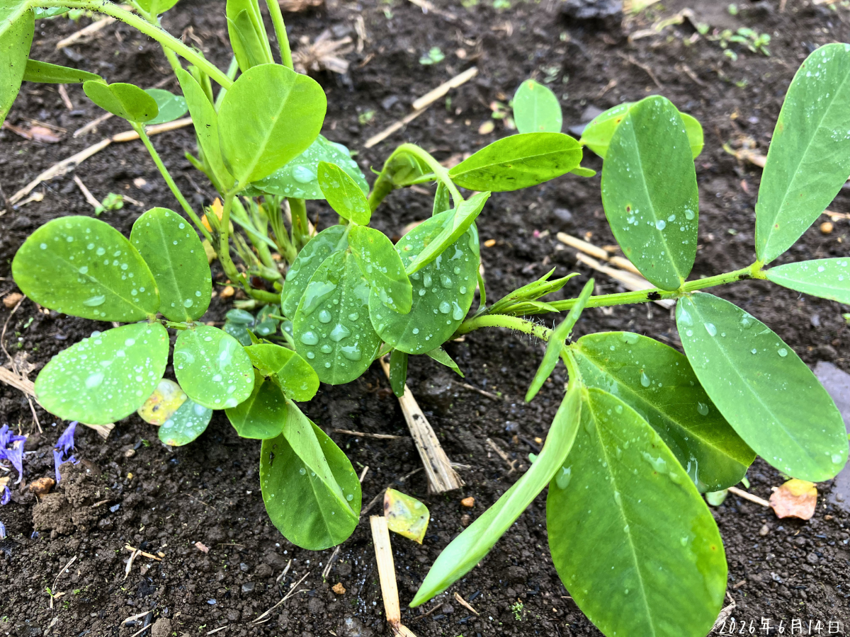 STダコニール1000を散布したあとの落花生の葉に水滴が残っている様子