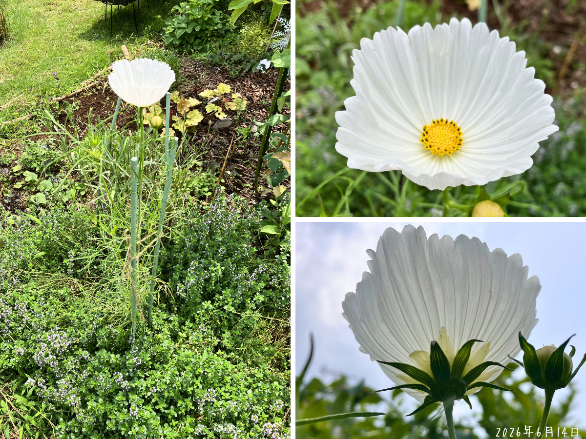 草丈約80cmで初開花した白いカップ咲きコスモスの全体と花のアップを並べたコラージュ