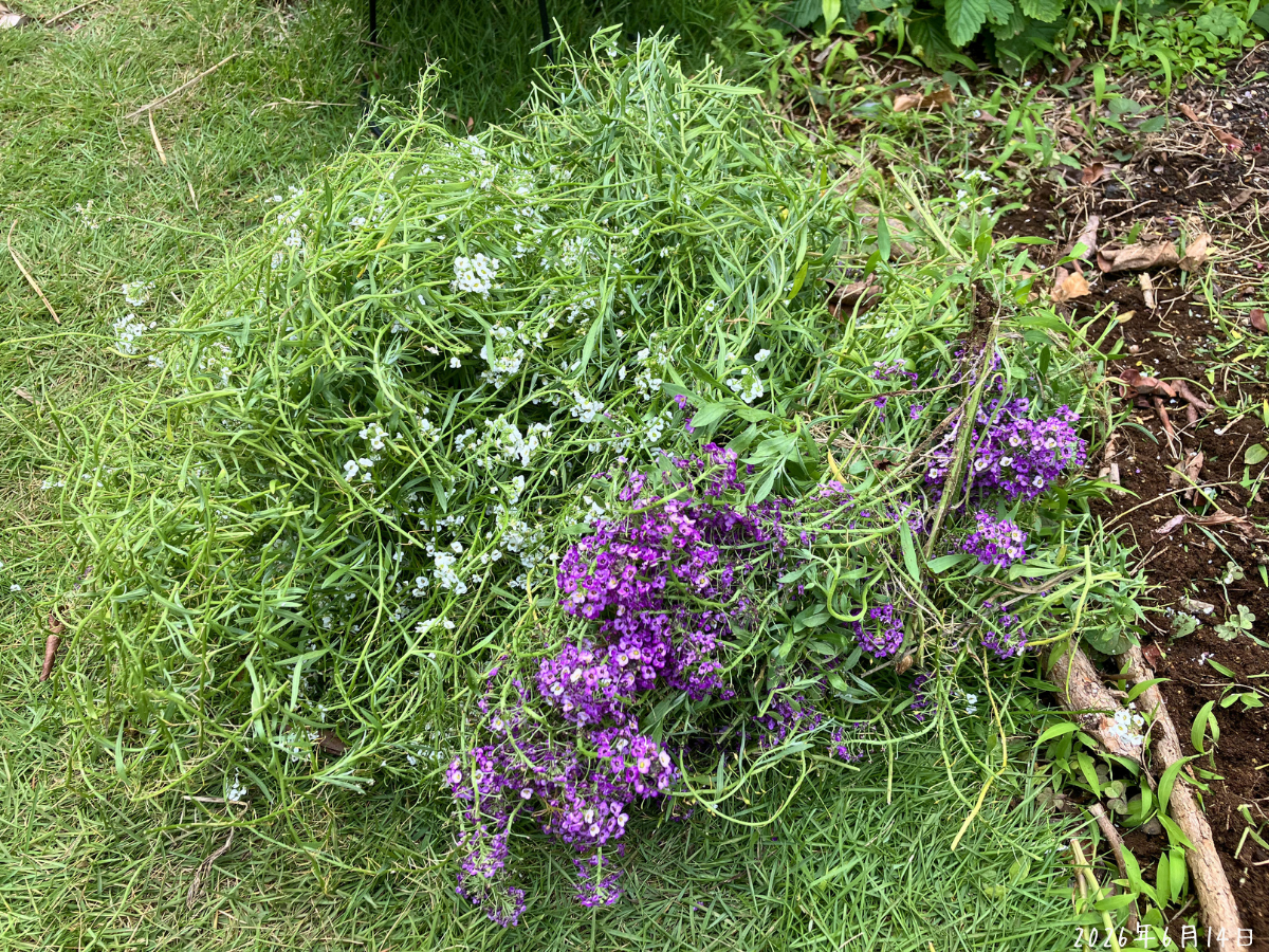 切り戻したスーパーアリッサムの枝を芝生の上にまとめた様子