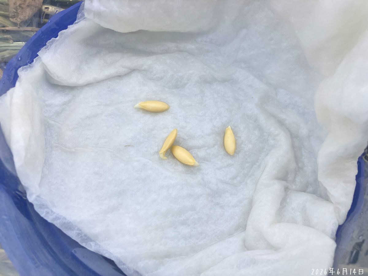 濡らしたキッチンペーパーで包んだきゅうりの種から根が少し出始めている様子