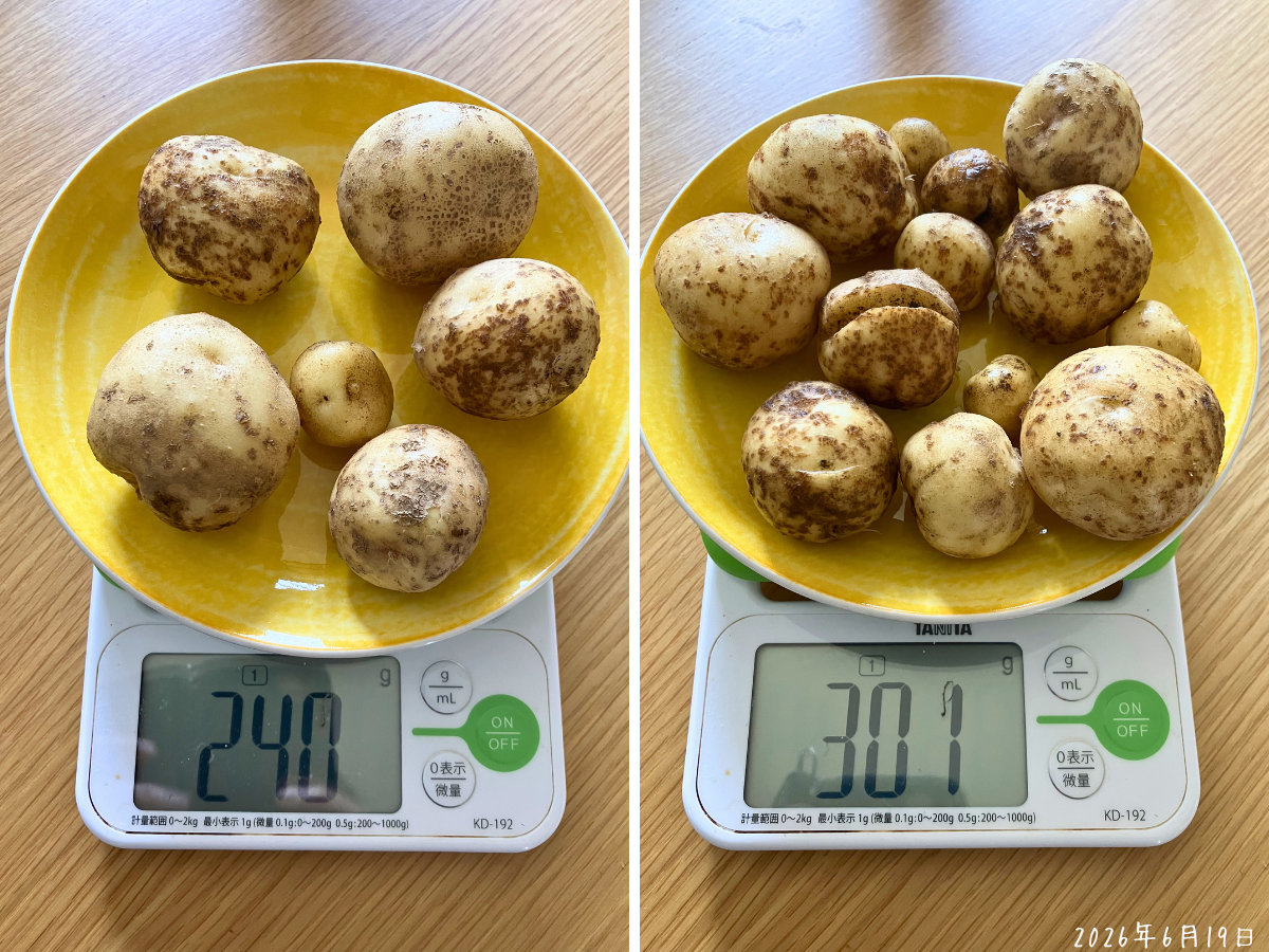地上部が消えかかる株の重さ 地上部が消えかかるじゃがいも2株の収穫量を量り、240gと301gになった様子