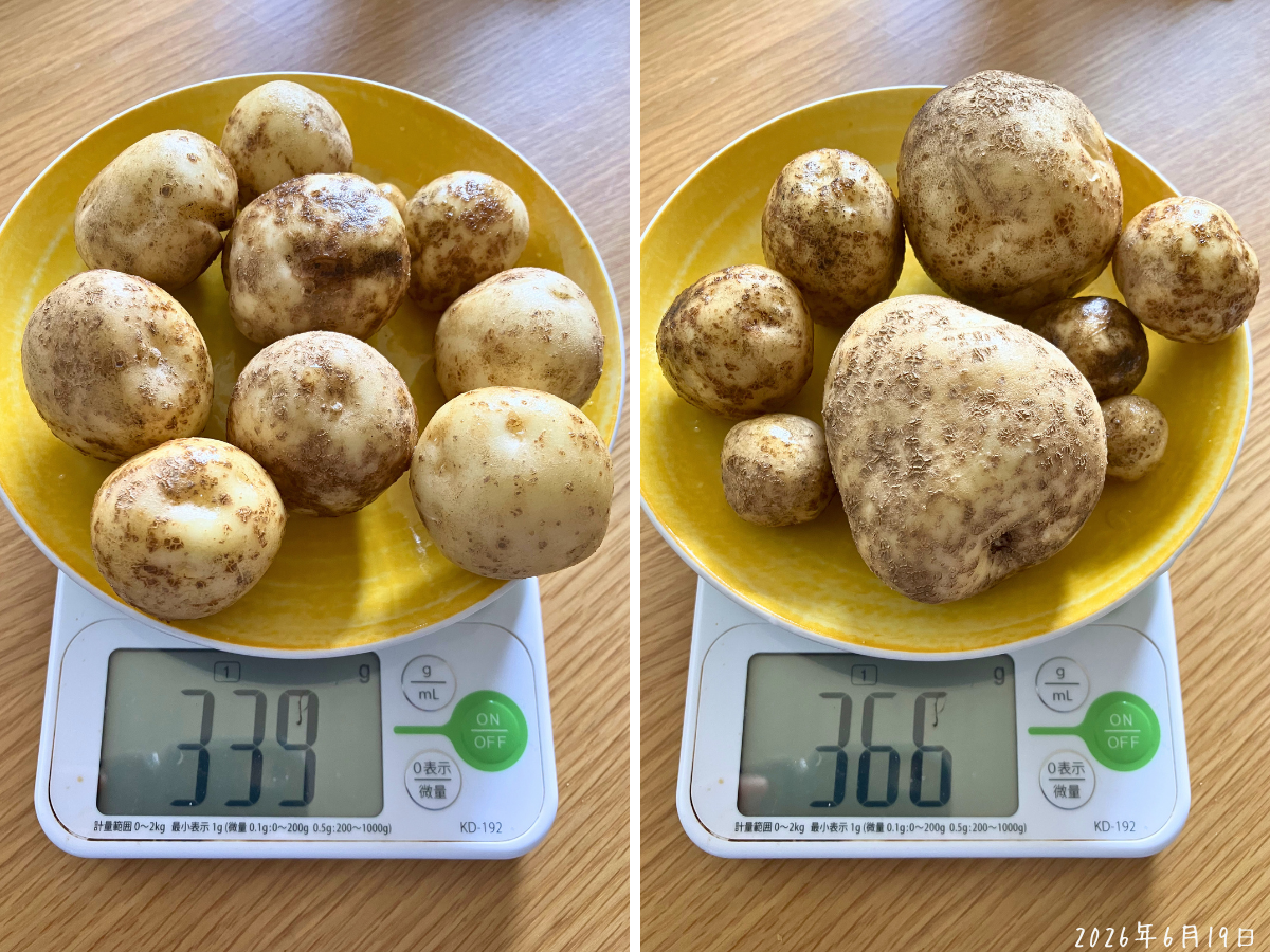 葉が残っている株の重さ 葉が残っているじゃがいも2株を量り、339gと366gになった様子