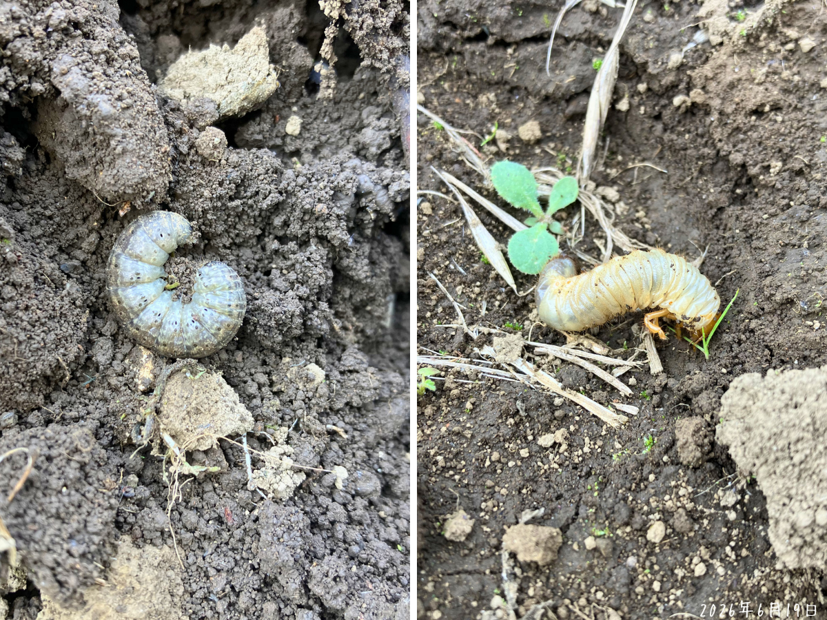 土の中にいた幼虫 じゃがいもを掘っている途中で土の中から出てきた丸まった幼虫