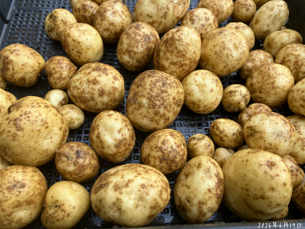 洗ったじゃがいもの皮に残る茶色い模様 洗ったじゃがいもの皮に茶色い点々や網目のようなざらつきが残っている様子