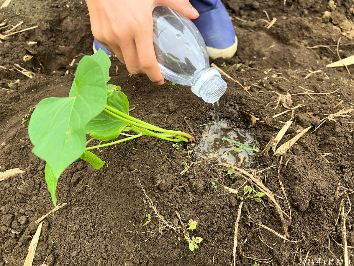 斜めに植えたサツマイモ苗の株元へペットボトルの水を入れている様子