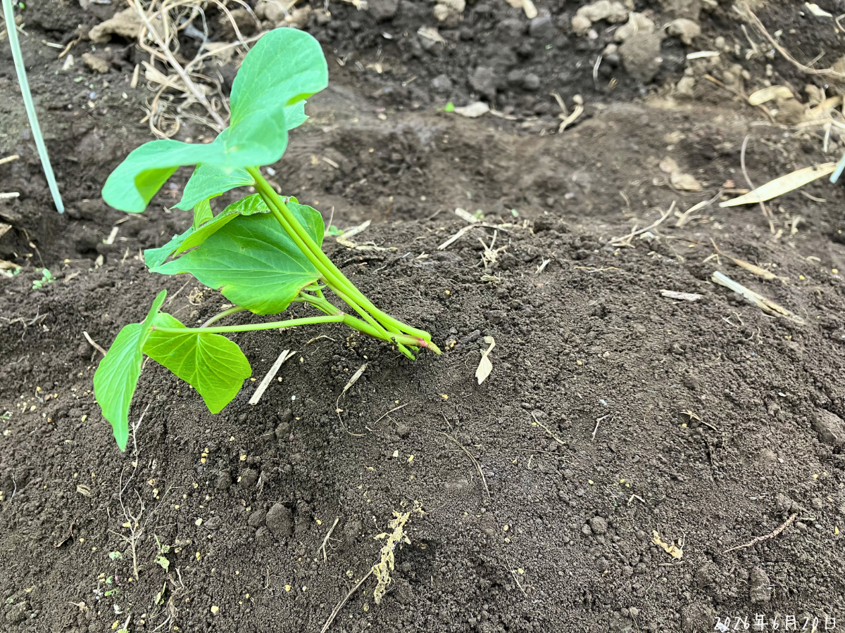 土を盛った場所に斜めに植えたサツマイモ苗の葉が残っている様子