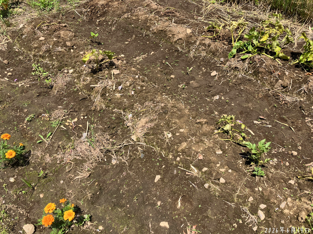 地上部が消えているじゃがいもの株元 じゃがいもの畝で地上部が消え、株があった場所が分かりにくくなっている様子