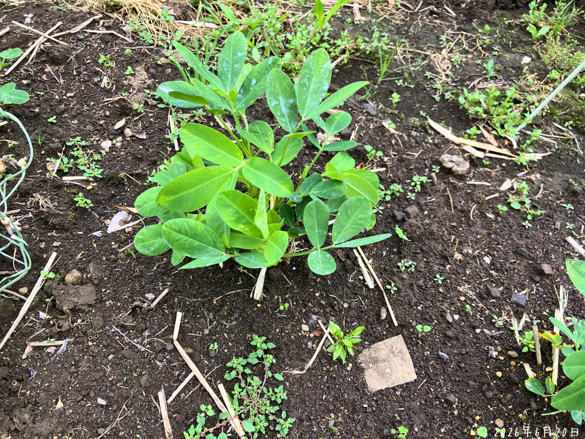 STダコニール1000散布から6日後の落花生の葉が緑色で白っぽい薬液の跡が残っている様子
