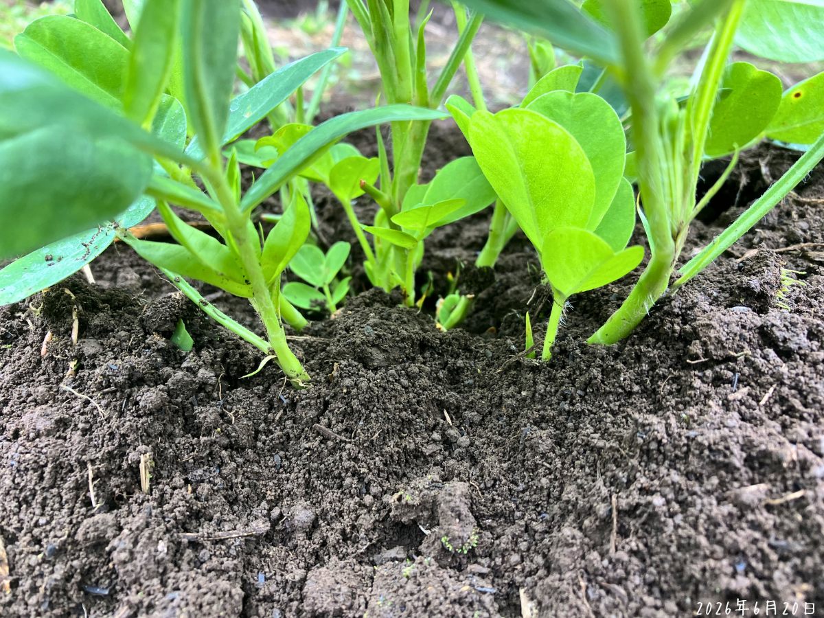 落花生の茎の根元に土が寄せられ、株元を近くから確認できる様子