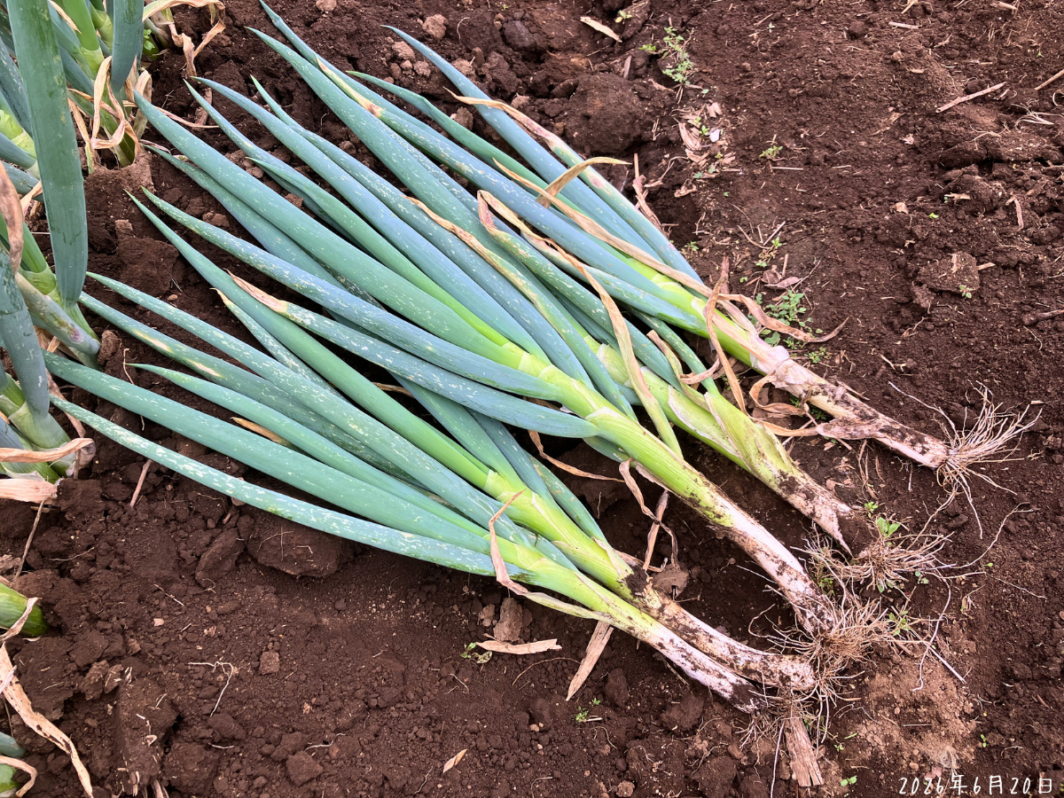 長ネギの初収穫｜6月、2本植えから太い方を5本収穫して1本残す