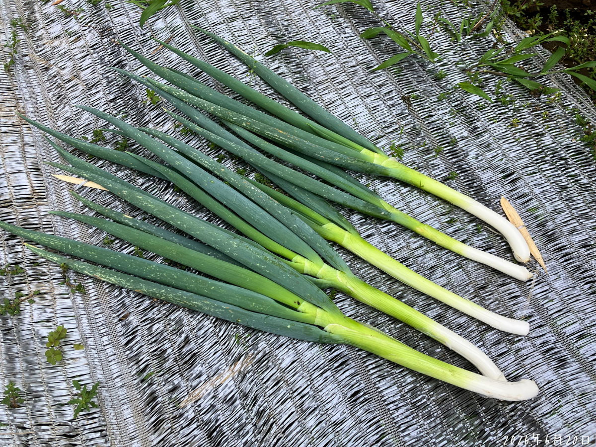 長ネギの初収穫｜6月、2本植えから太い方を5本収穫して1本残す