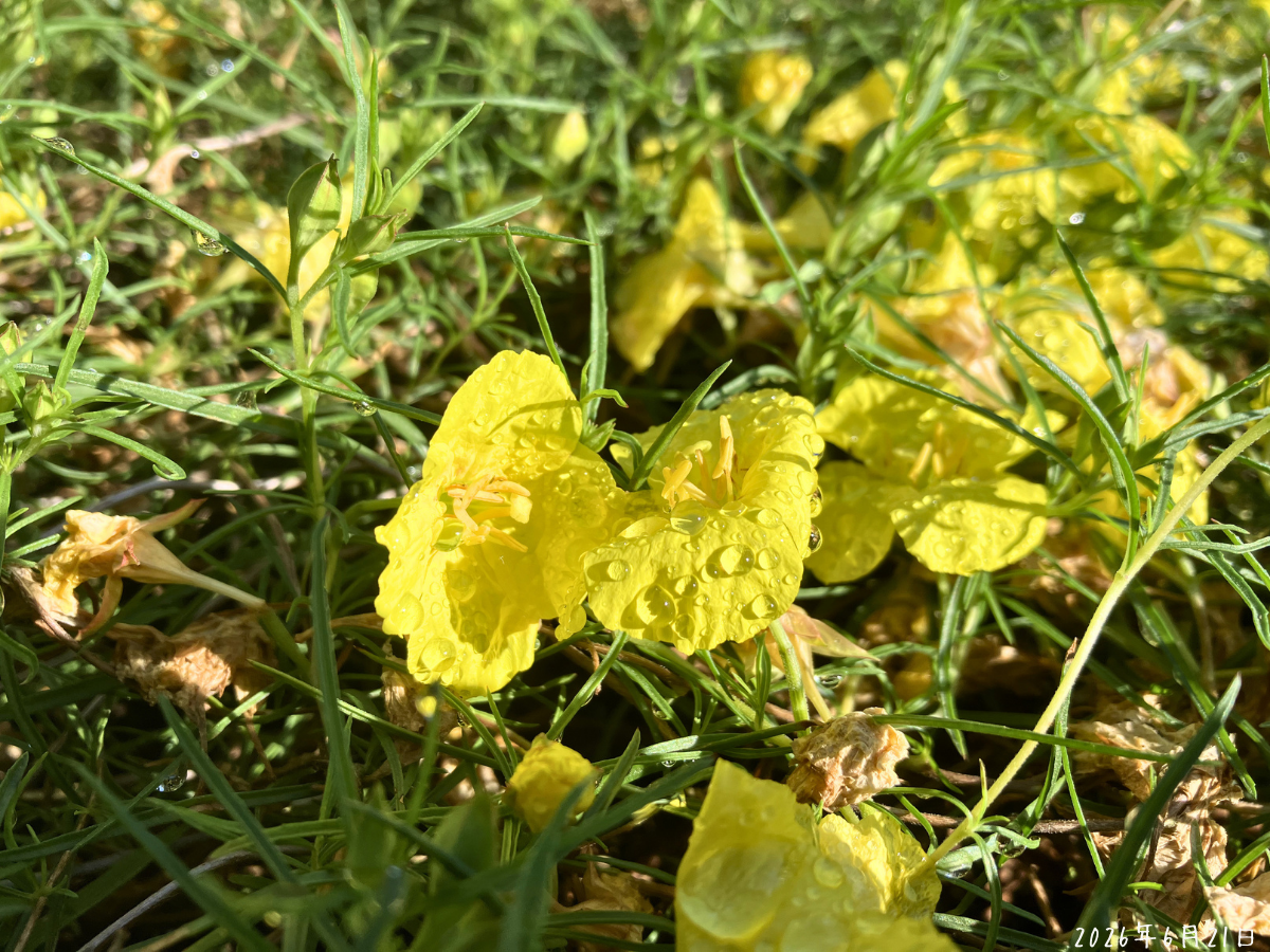 雨上がりのカリロファス サニーチャープの黄色い花に水滴が残っている様子