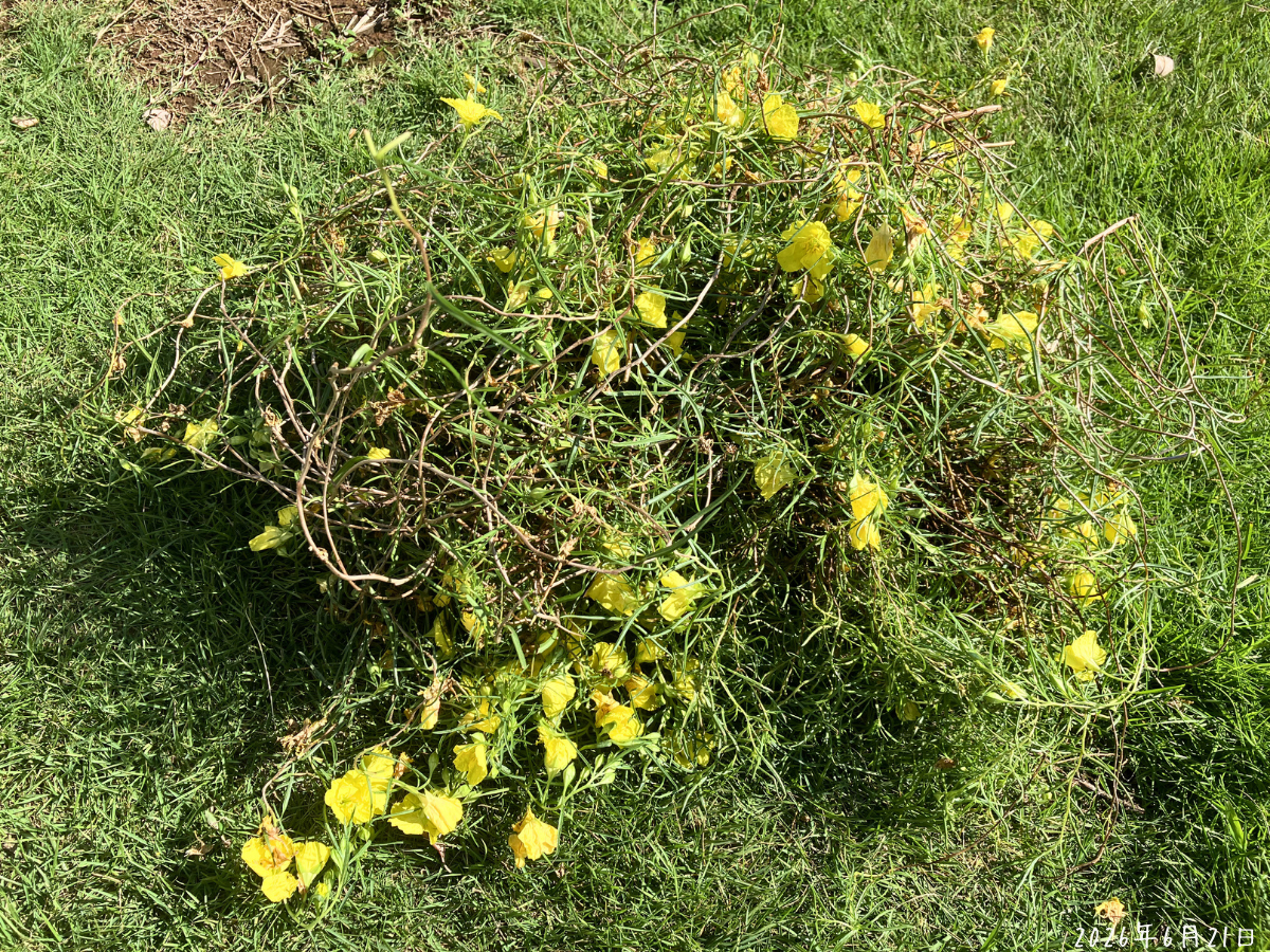 切り戻したカリロファス サニーチャープの枝葉が芝生の上に置かれている様子