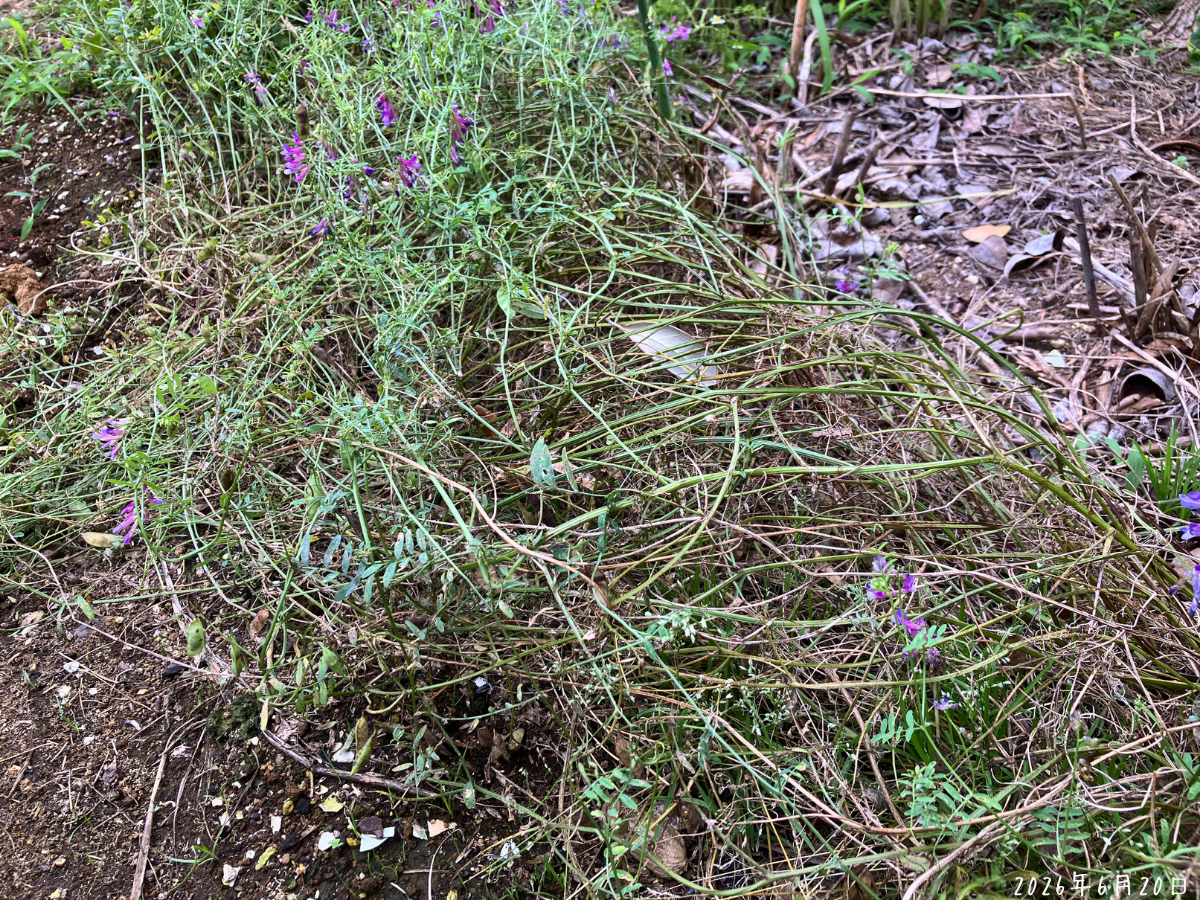 紫の花がちらほら残り、全体が茶色がかってきたヘアリーベッチ