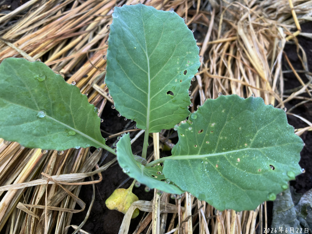 6月22日のキャベツ第2弾の虫食い 6月22日のキャベツ第2弾の葉に小さな虫食い穴が点々と残っている様子
