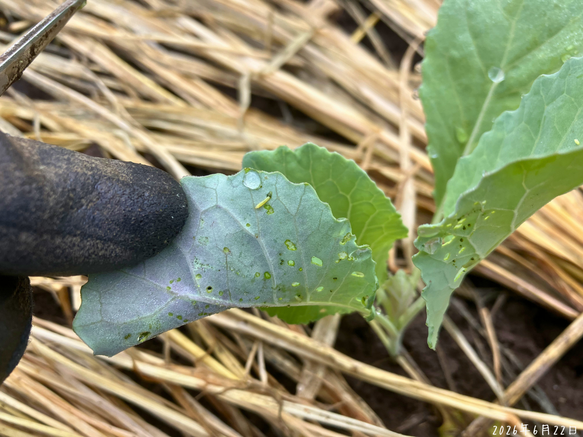 キャベツ第2弾の葉裏に小さな芋虫がついている様子