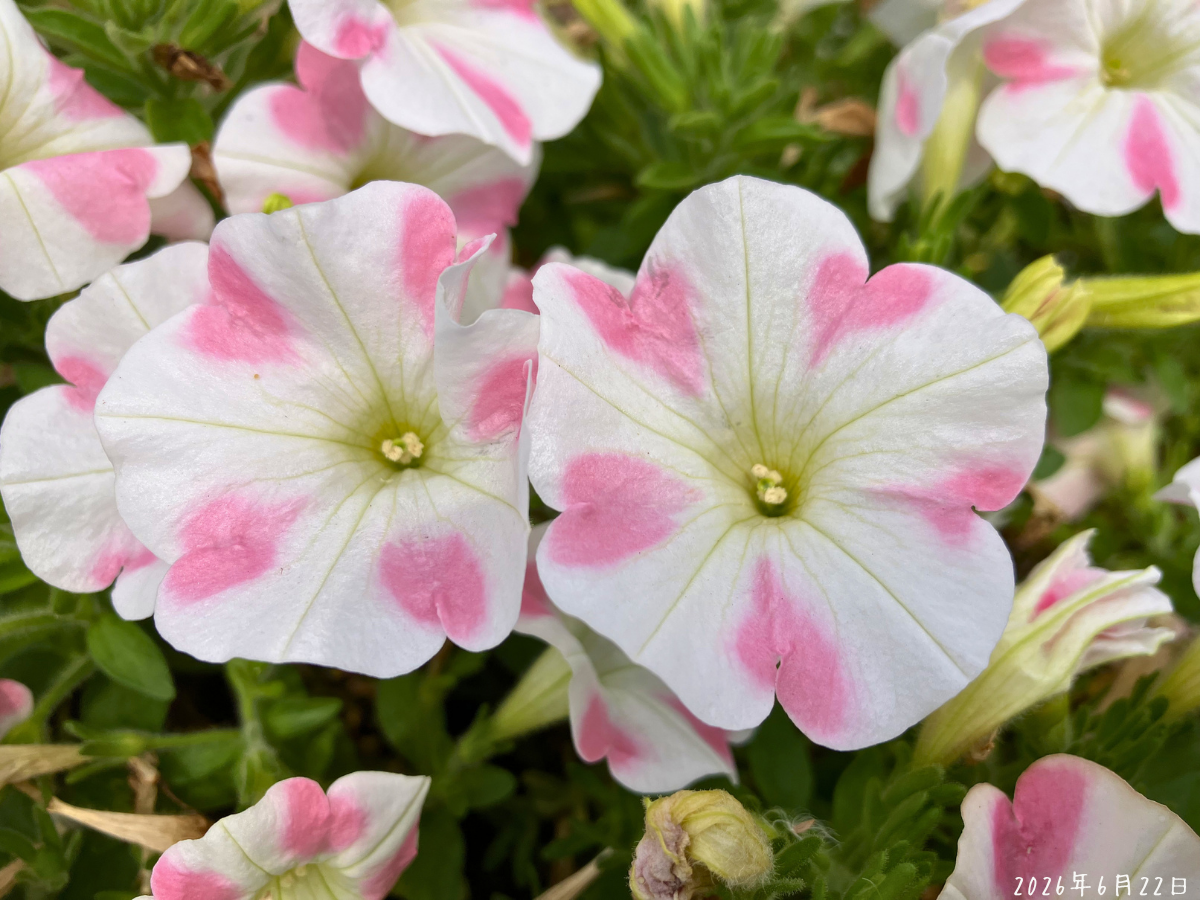 ももいろハートの花模様 サフィニアアートももいろハートの白い花びらにピンクの模様が入っている様子