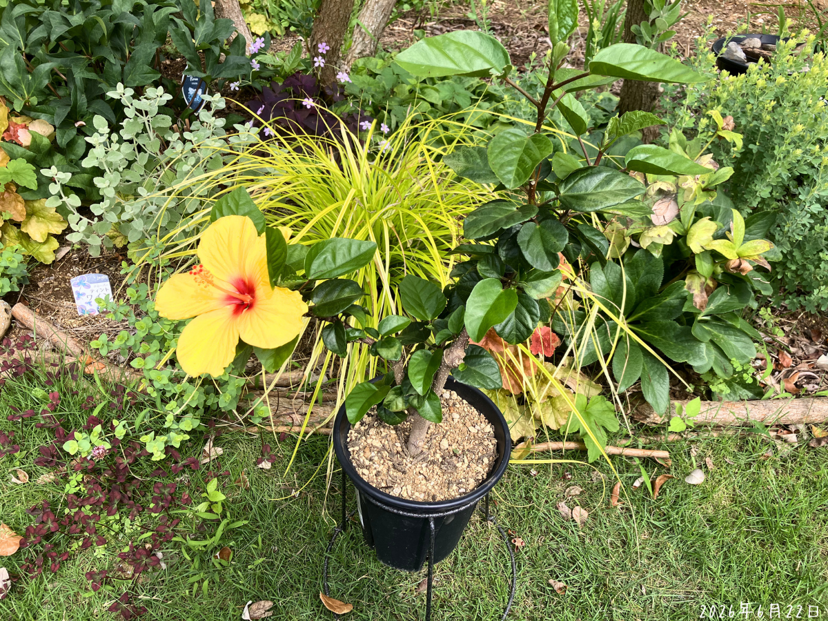 鉢増し前のハイビスカス 6号スリット鉢のハイビスカスに黄色い花が咲いている植え替え前の様子