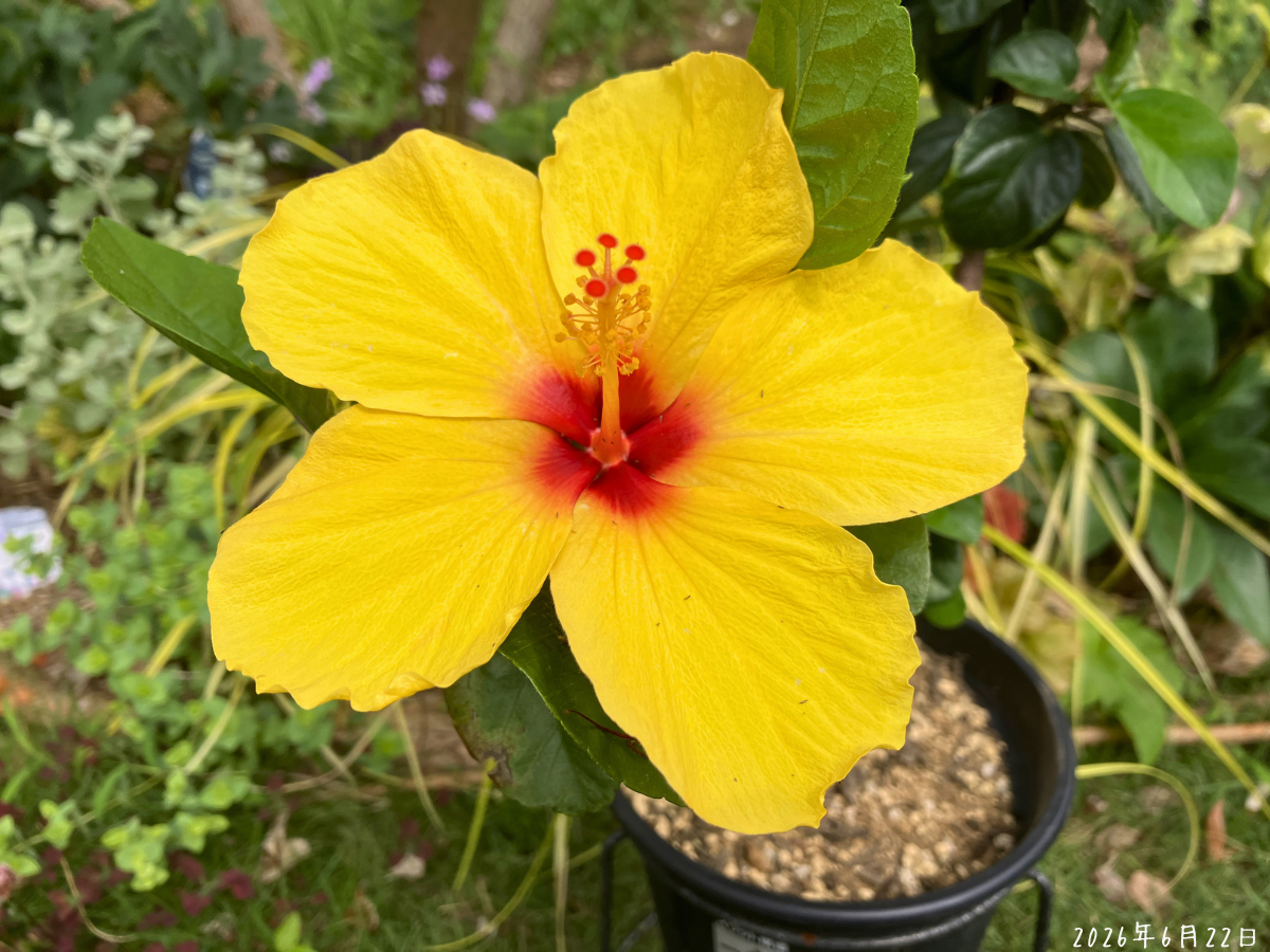 屋外管理後に咲いたハイビスカスの花 屋外管理に切り替えたハイビスカスに黄色い花が咲いている様子