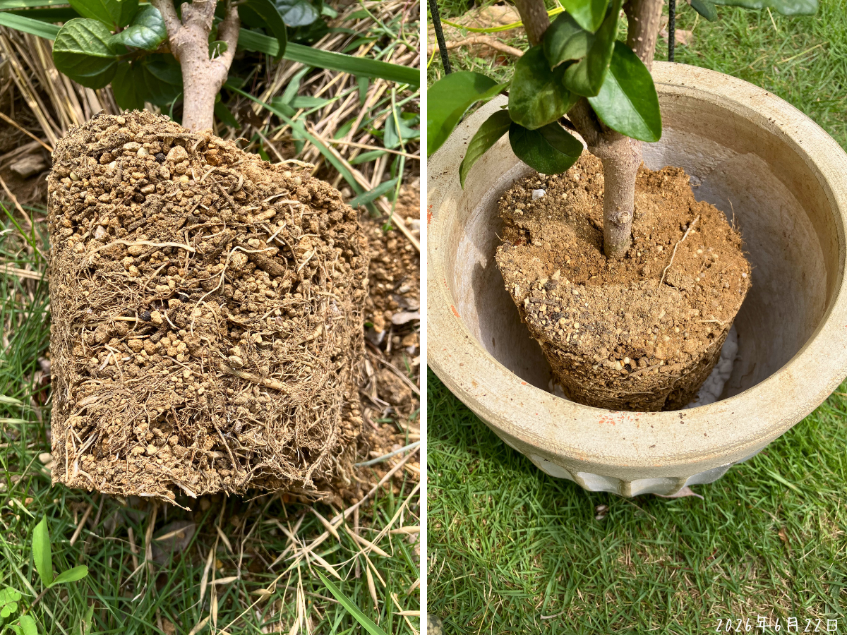 ハイビスカスの鉢増し｜6号スリット鉢から根鉢を崩さず植え替え