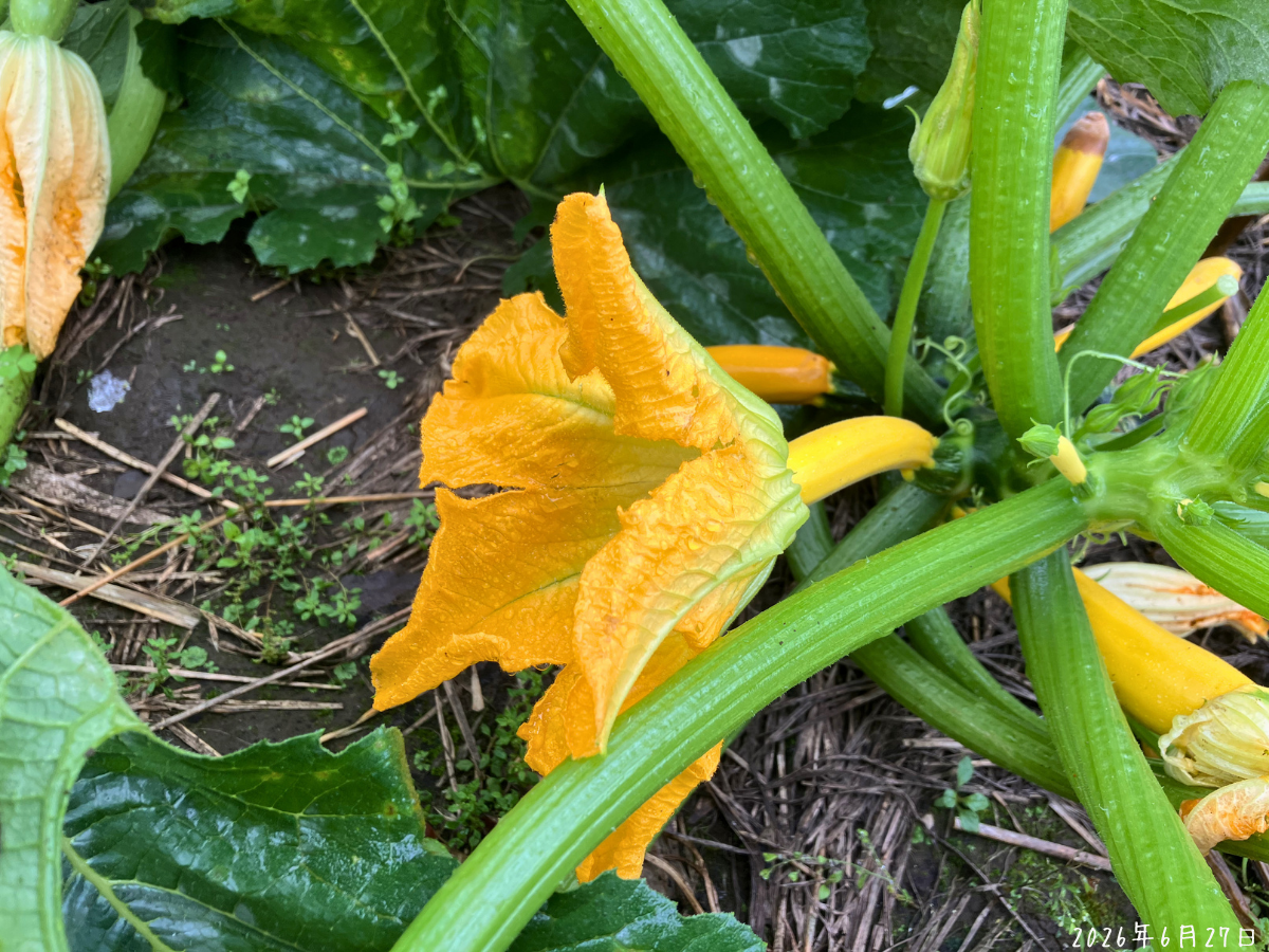 雨の朝にズッキーニの雌花が開花し、小さな実がついている様子