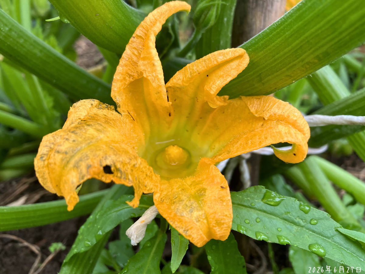 雨あがりのズッキーニの雄花に雨水がたまり、花びらが傷んでいる様子