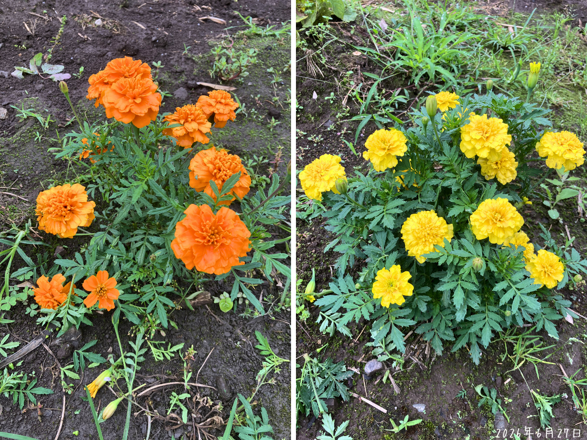 挿し穂に使ったマリーゴールド オレンジとイエローの花が咲いたマリーゴールドの株
