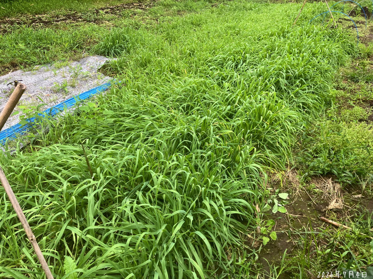 ウリ類のつるを這わせるためにまいたおたすけムギが広く茂っている様子