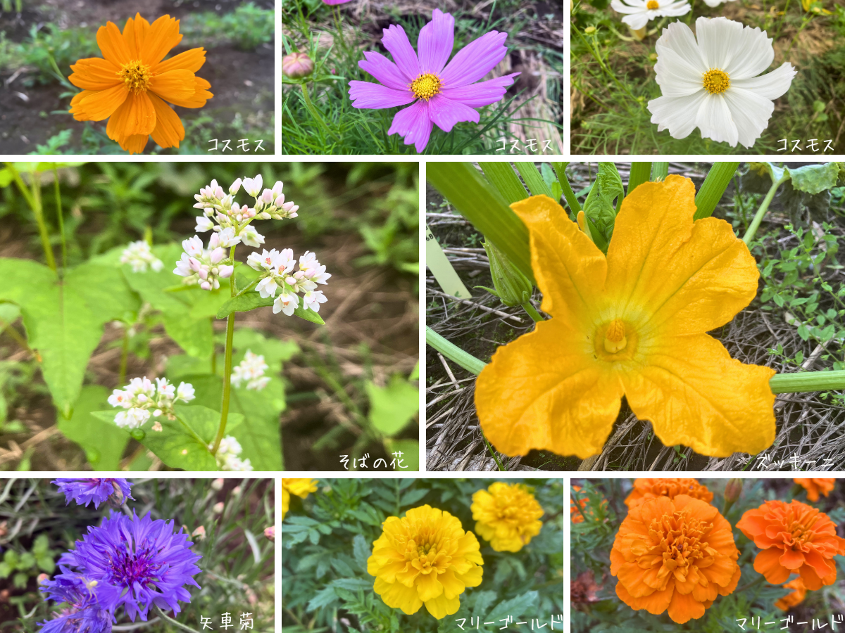 コスモス、そばの花、ズッキーニの雄花、ヤグルマギク、マリーゴールドをまとめた畑の花のコラージュ