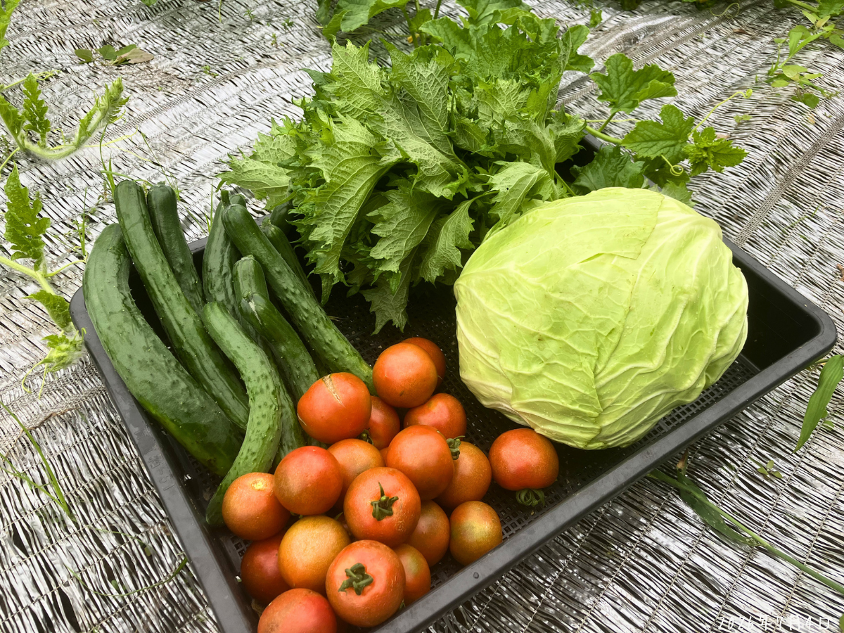 7月4日に収穫したきゅうり、中玉トマト、キャベツ、青しそをかごに並べた様子