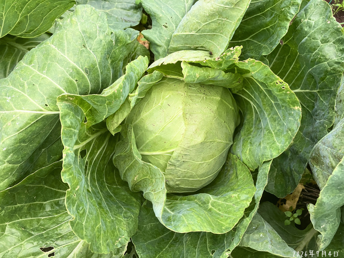 外葉の中で中心が丸く締まっている収穫前のキャベツ
