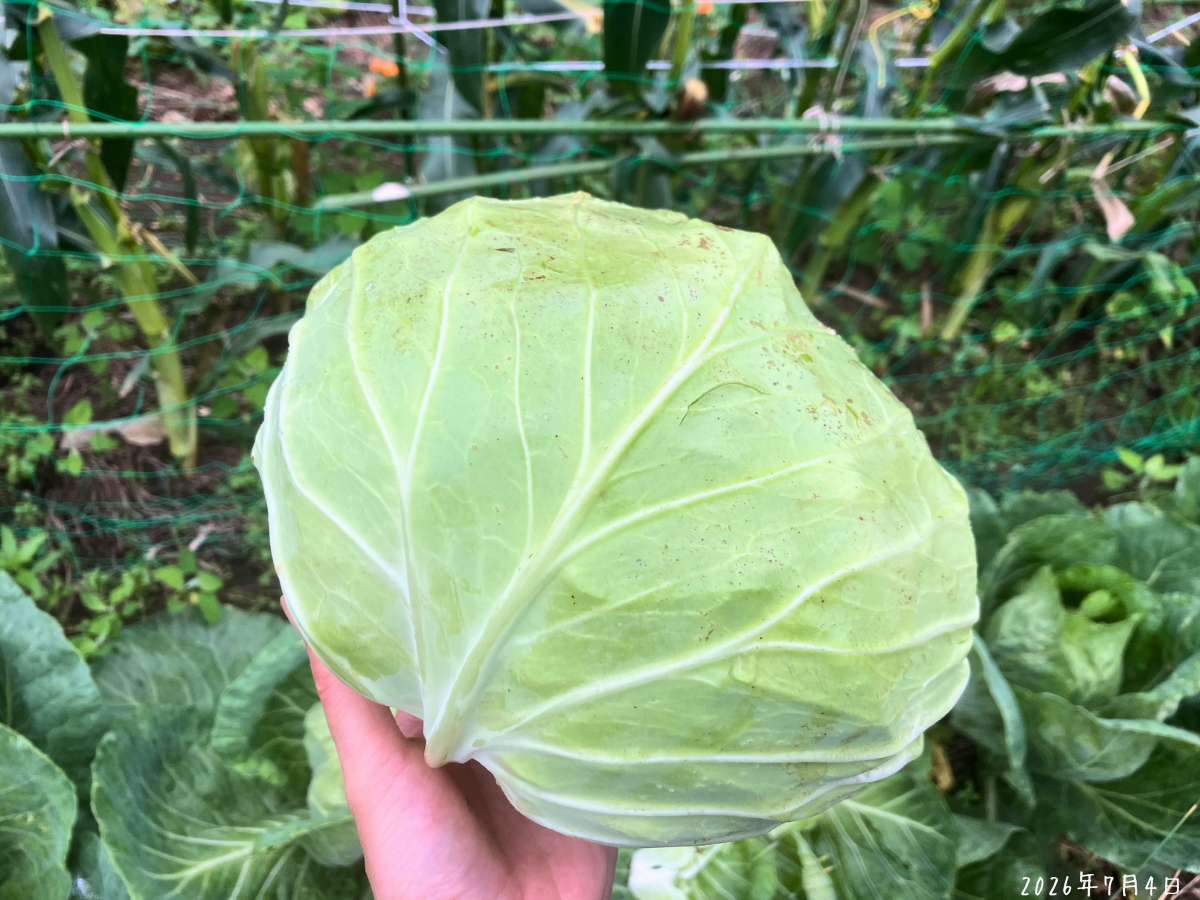 畑で初収穫したキャベツを手に持っている様子