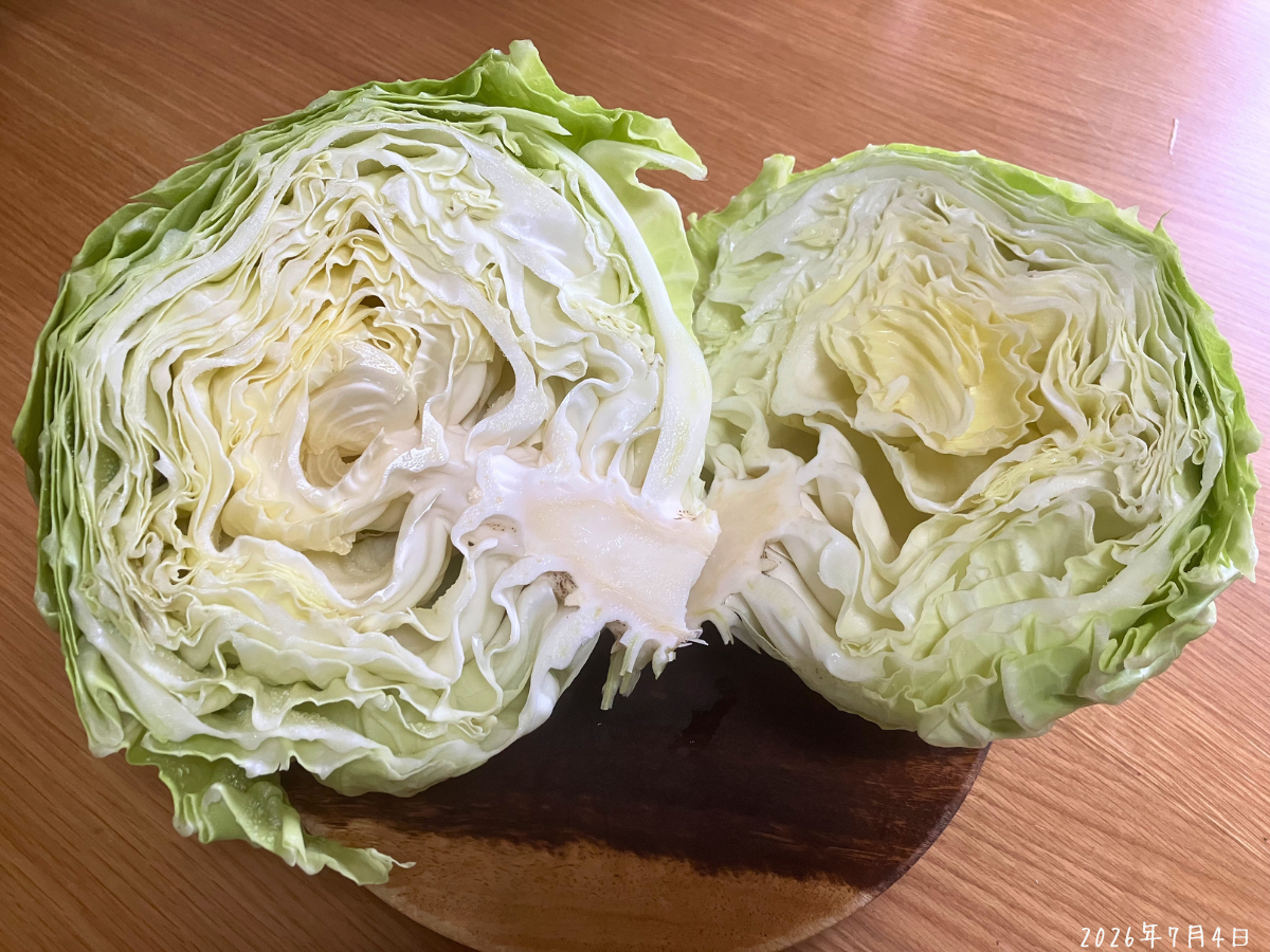 半分に切ったキャベツの断面で葉がふわっと重なっている様子