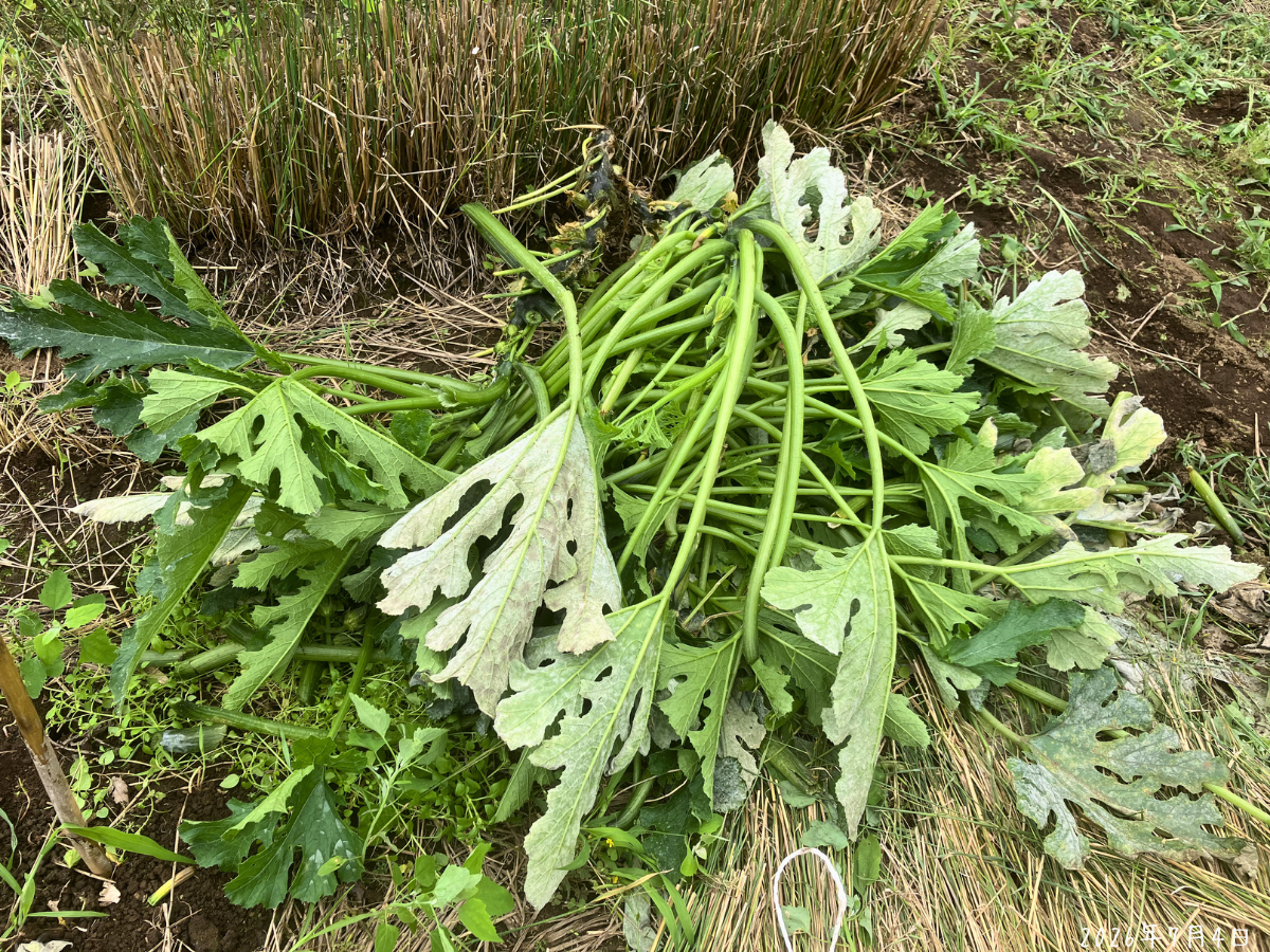 片付けたズッキーニの葉と茎 切って片付けたズッキーニの葉と茎を畝の上にまとめている様子