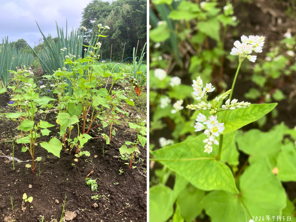 長ネギ跡地にまいたそばの花ミルキーウェイの区画全体と白い花のアップ
