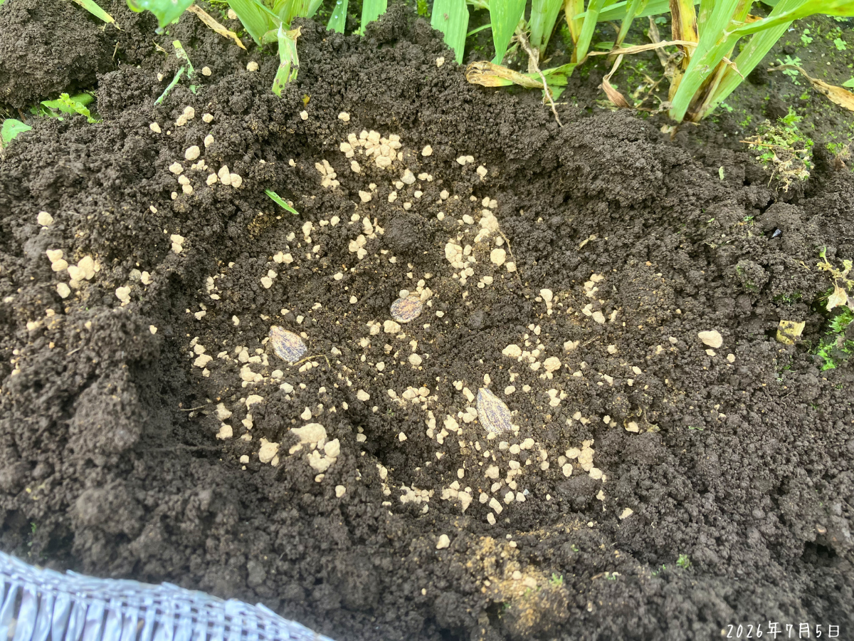 植穴に赤玉土を混ぜ込みスイカの種を3粒置いた様子