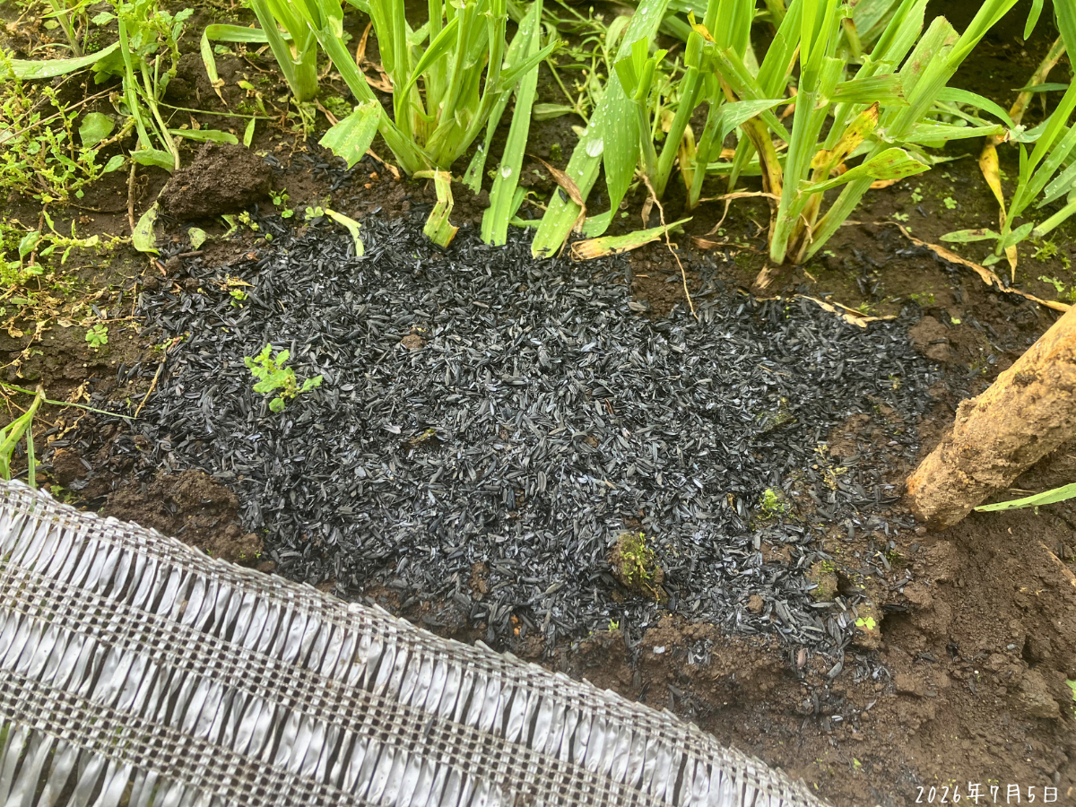 スイカの種をまいたあと覆土してもみ殻くん炭をかぶせた様子