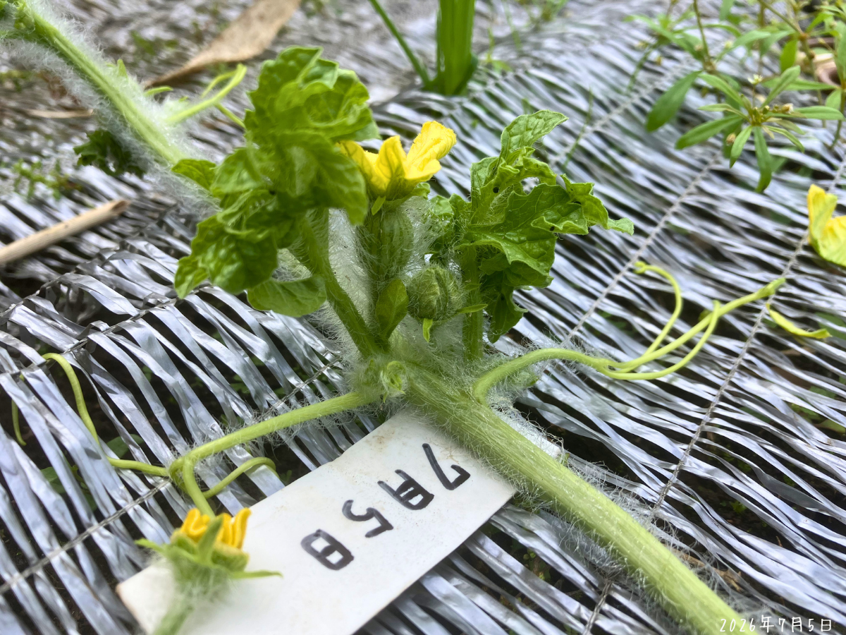 人工授粉したスイカの雌花の下に受粉日を書いた札を置いている様子