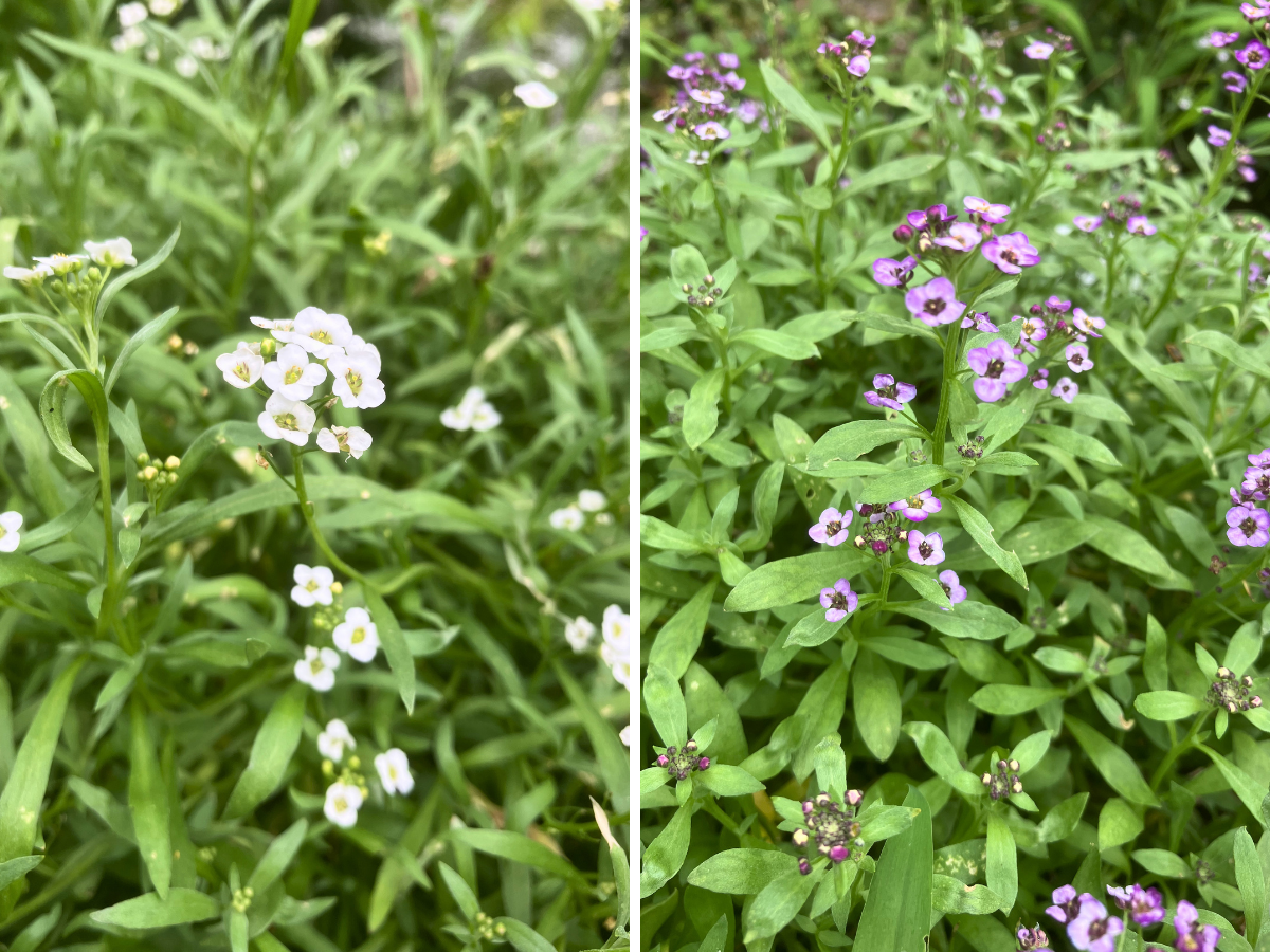 左に白いスーパーアリッサム、右に紫のスーパーアリッサムの花が咲いている様子