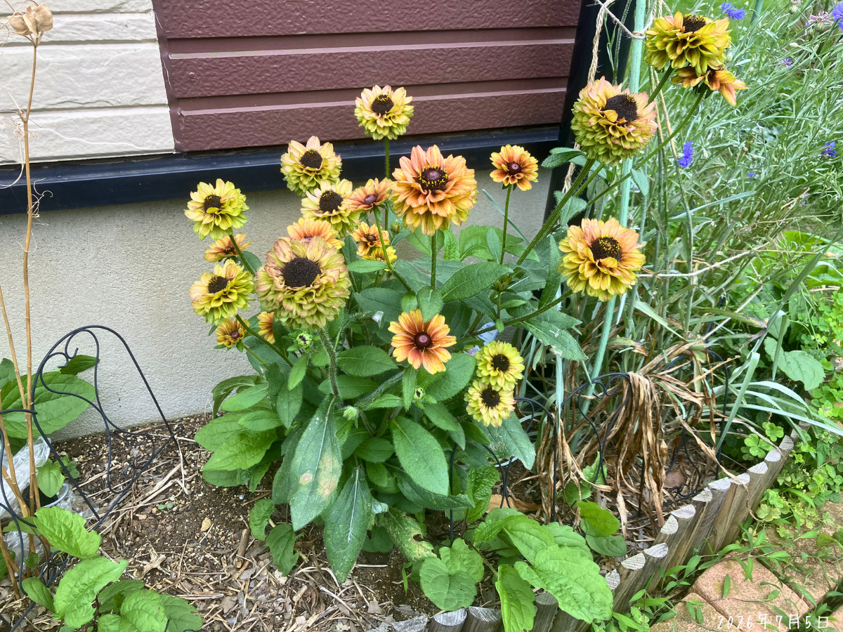 ルドベキア アーバンサファリ サバンナサンセットの株全体に複数の花が咲いている様子