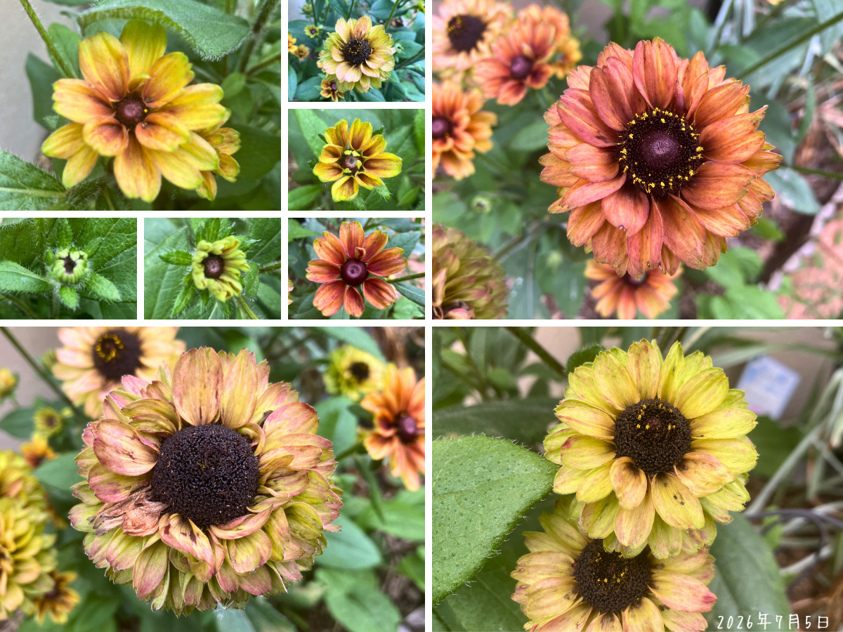 ルドベキア サバンナサンセットの黄色やオレンジの花がコラージュで並んでいる様子