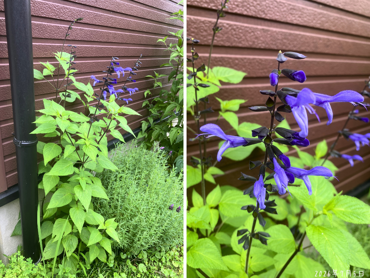 スーパーサルビア ロックンロール ブルーティアーズの青紫の花が日陰側で咲いている様子